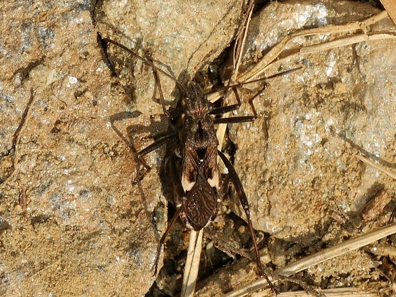 Alydidae: Alydus rupestris